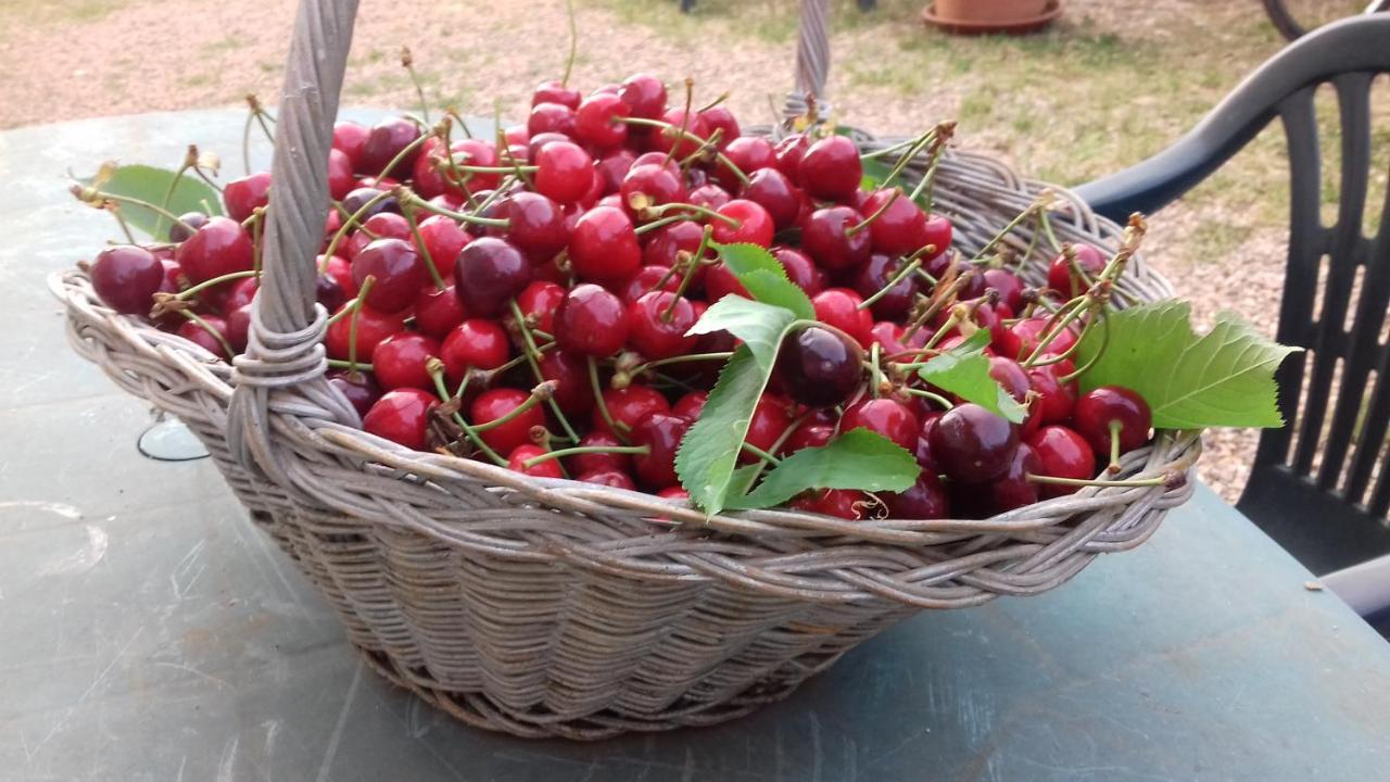 Ancaiano Podere Ficareto Farm מראה חיצוני תמונה
