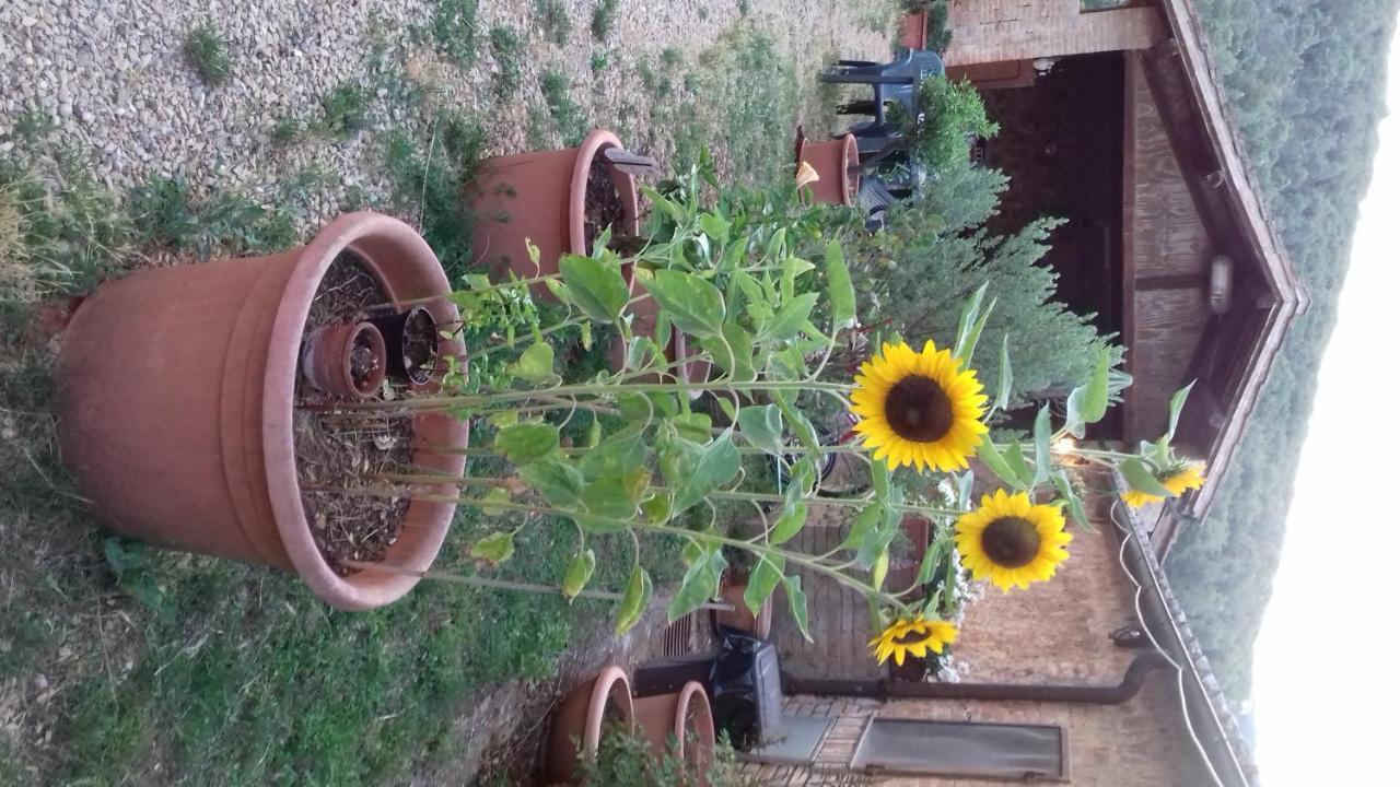 Ancaiano Podere Ficareto Farm מראה חיצוני תמונה
